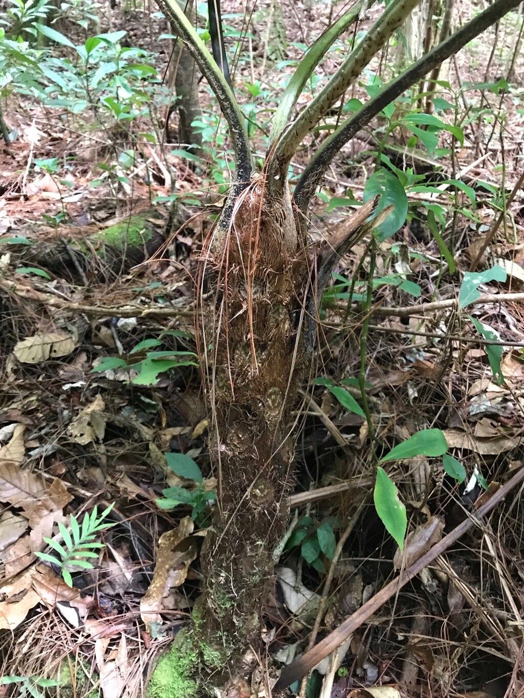 Cyathea cyatheoides bark