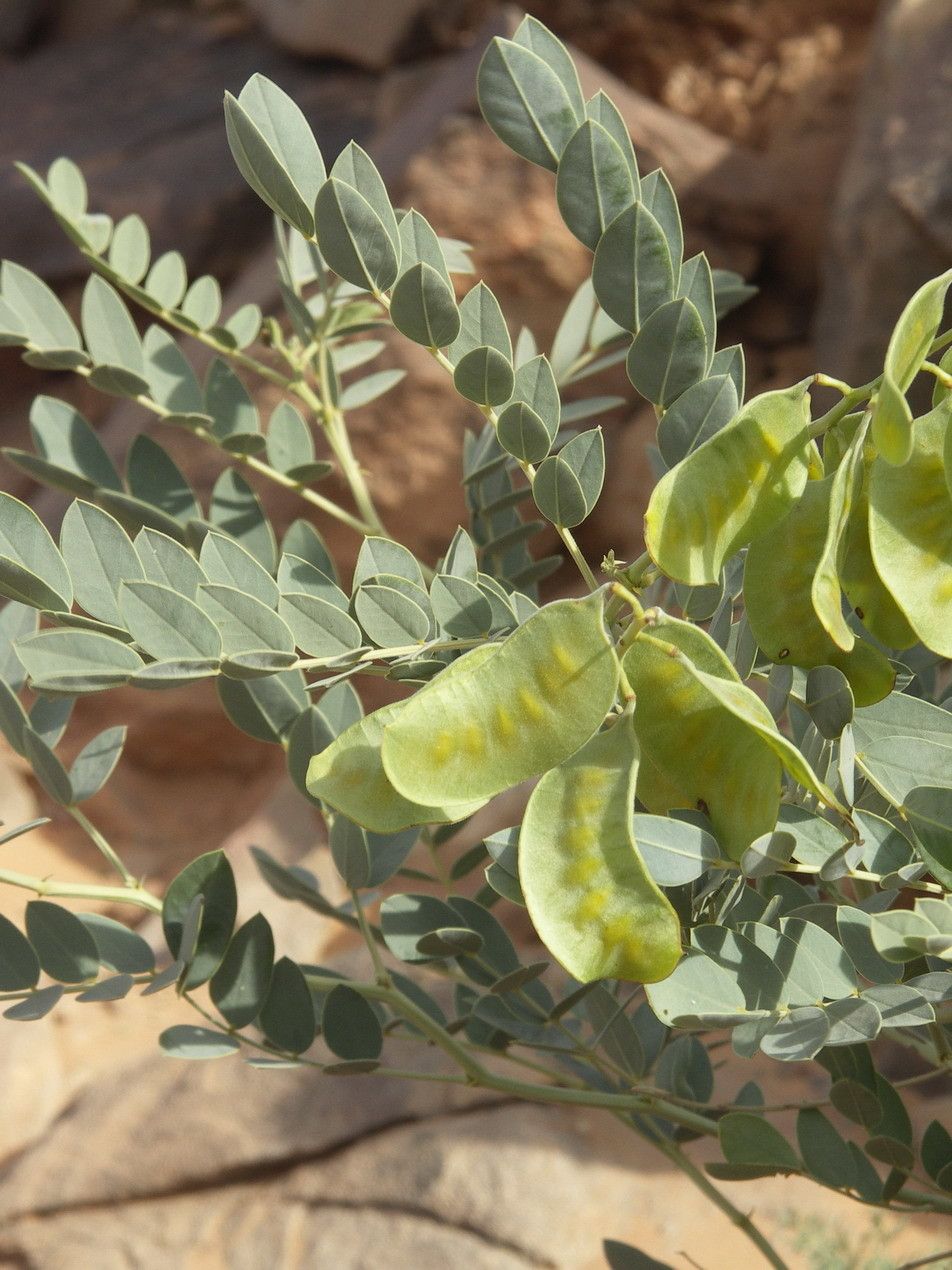 Senna alexandrina fruit