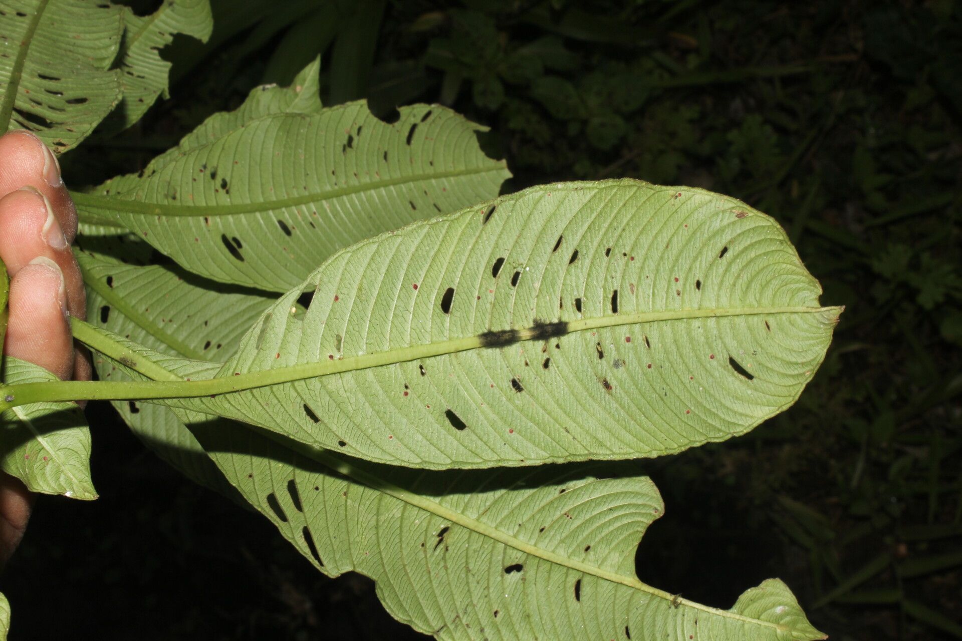 Ludwigia foliobracteolata leaf