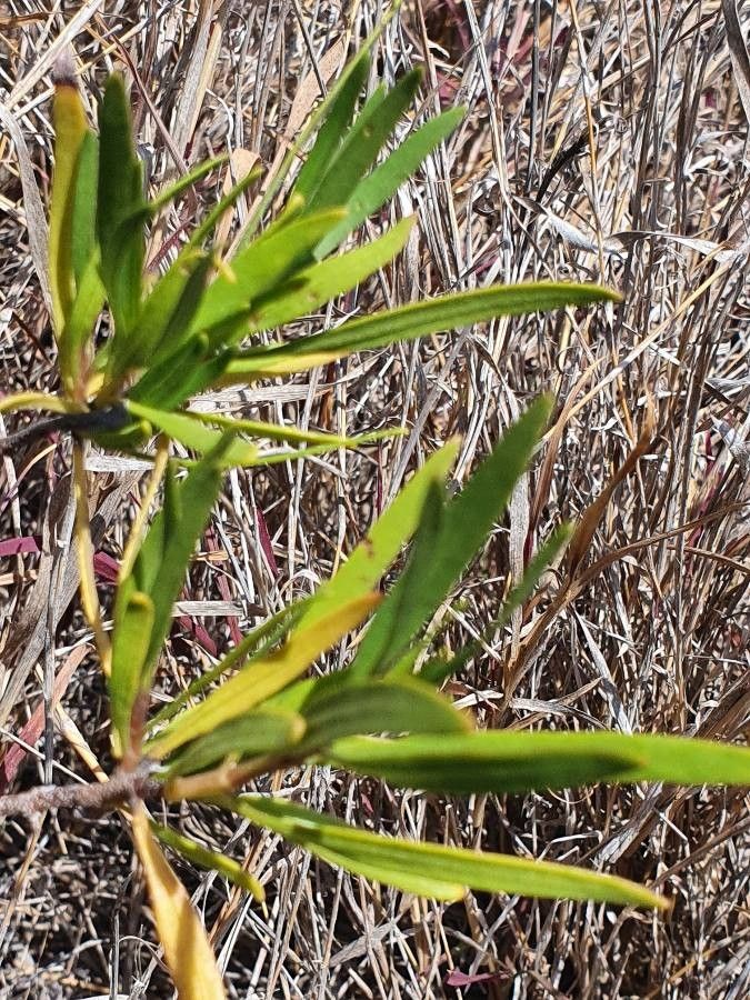 Trichodesma marsabiticum — houseplant care guide