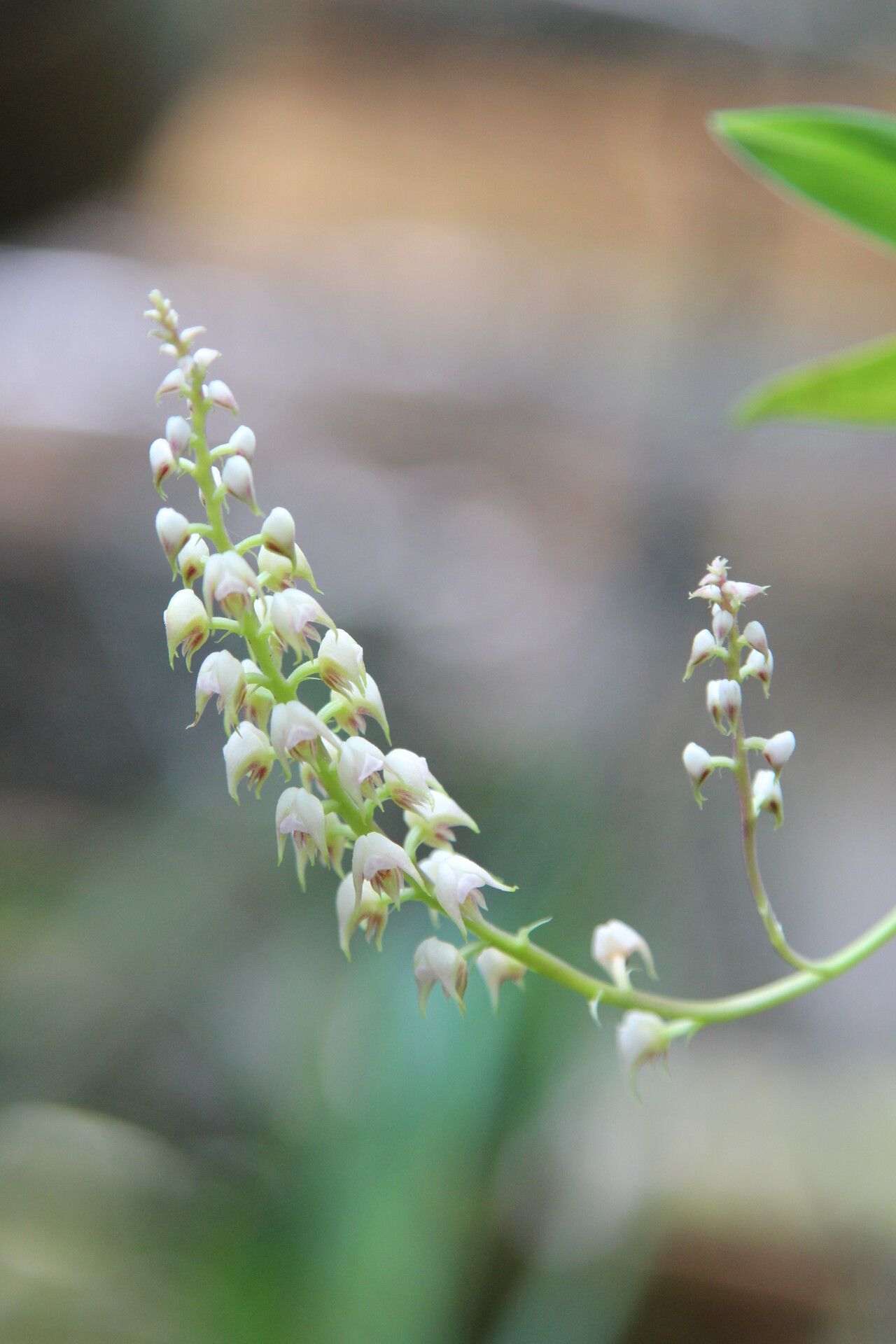Polystachya setifera flower