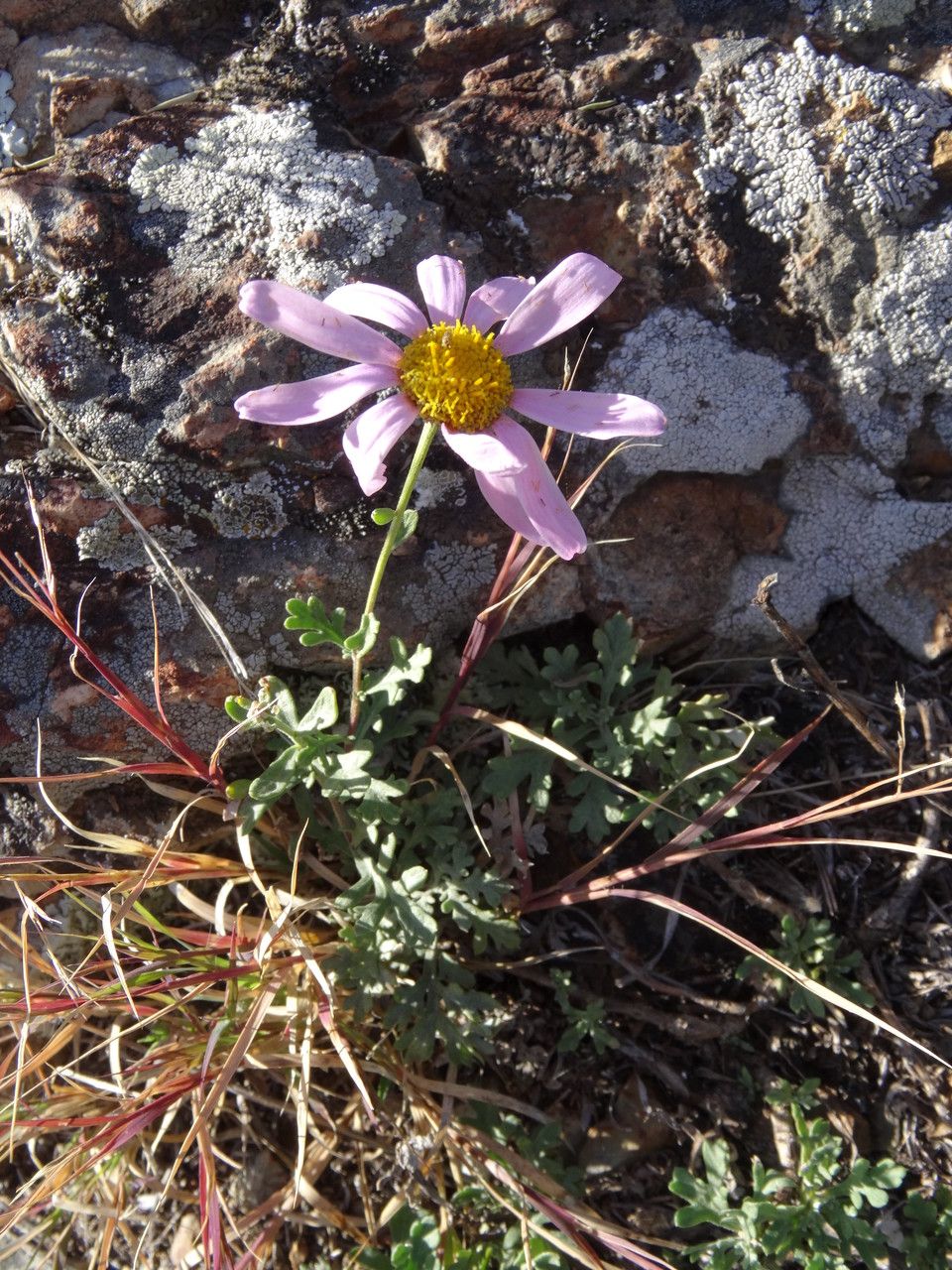 Chrysanthemum sinuatum flower