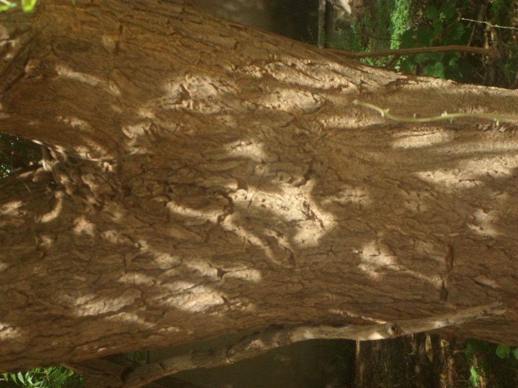 Cordyla pinnata bark