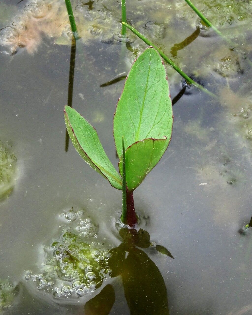 Menyanthes trifoliata — flood tolerant houseplant