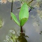 Menyanthes trifoliata