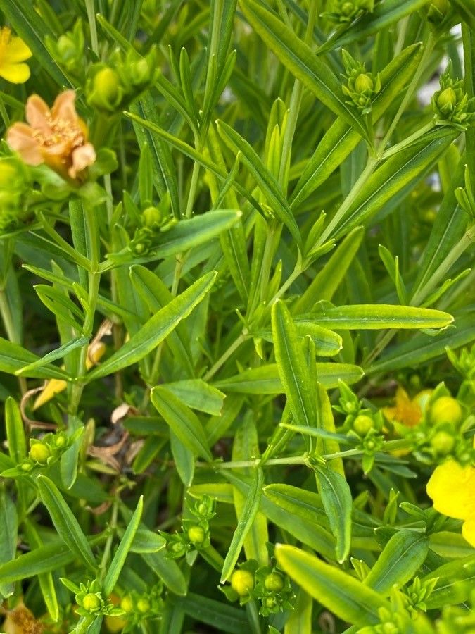 Hypericum kalmianum leaf