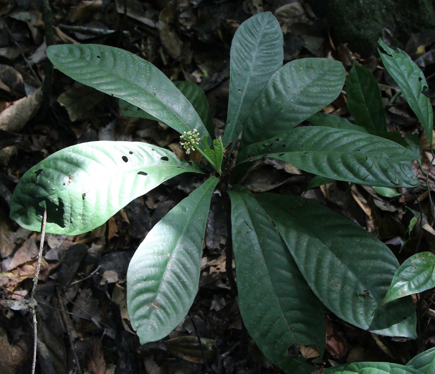 Psychotria konguensis habit