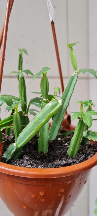 Cissus cactiformis bark