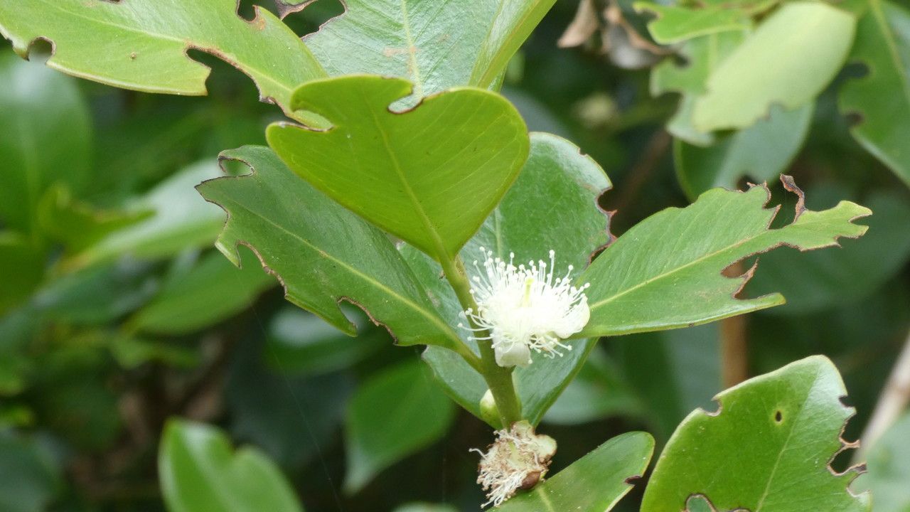 Psidium cattleianum flower