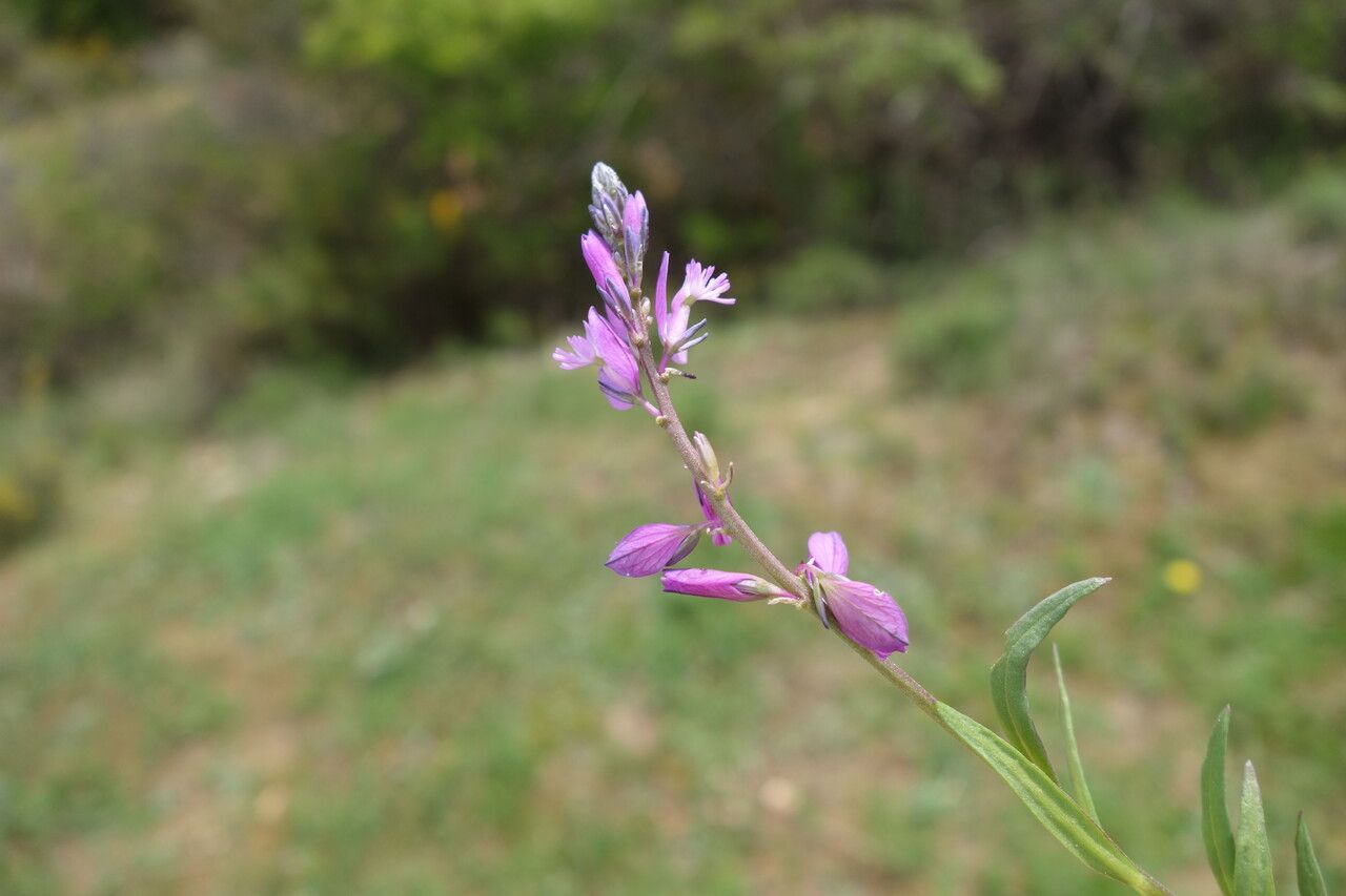 Polygala nicaeensis flower