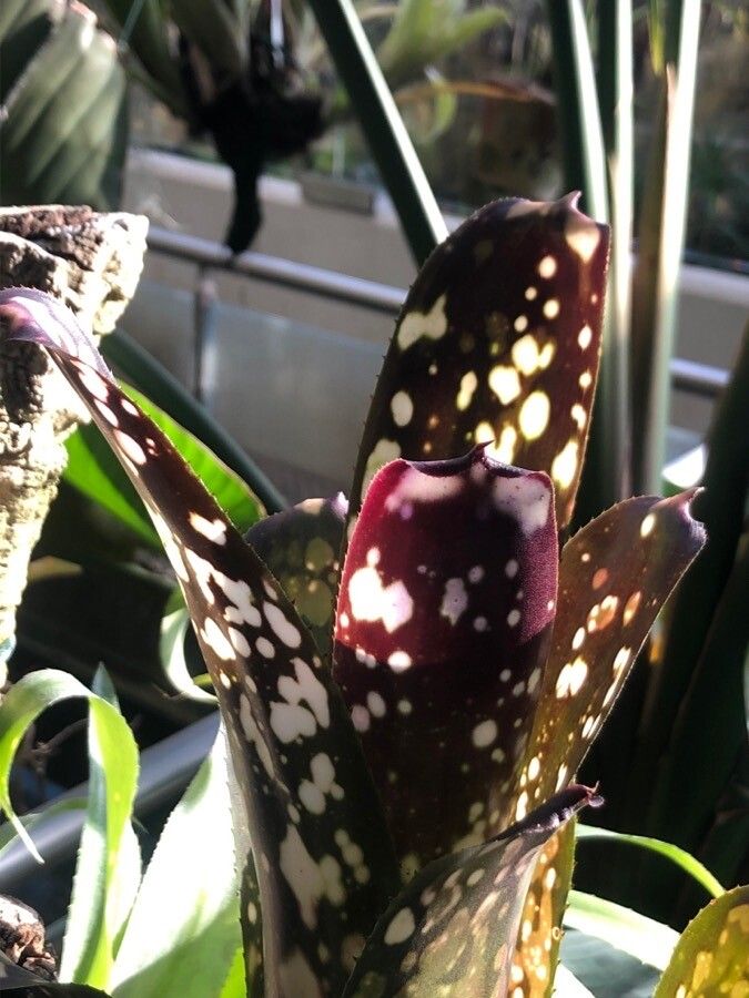 Billbergia vittata leaf