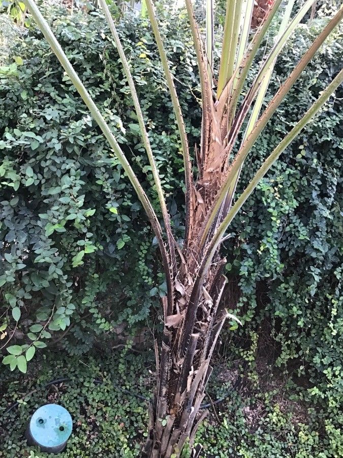 Syagrus schizophylla bark