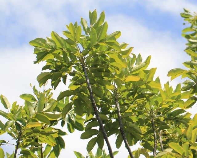 Zanthoxylum heterophyllum other