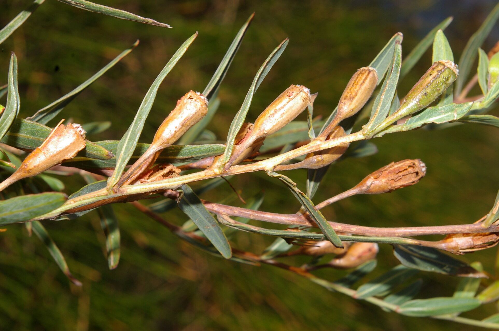 Ludwigia rigida leaf