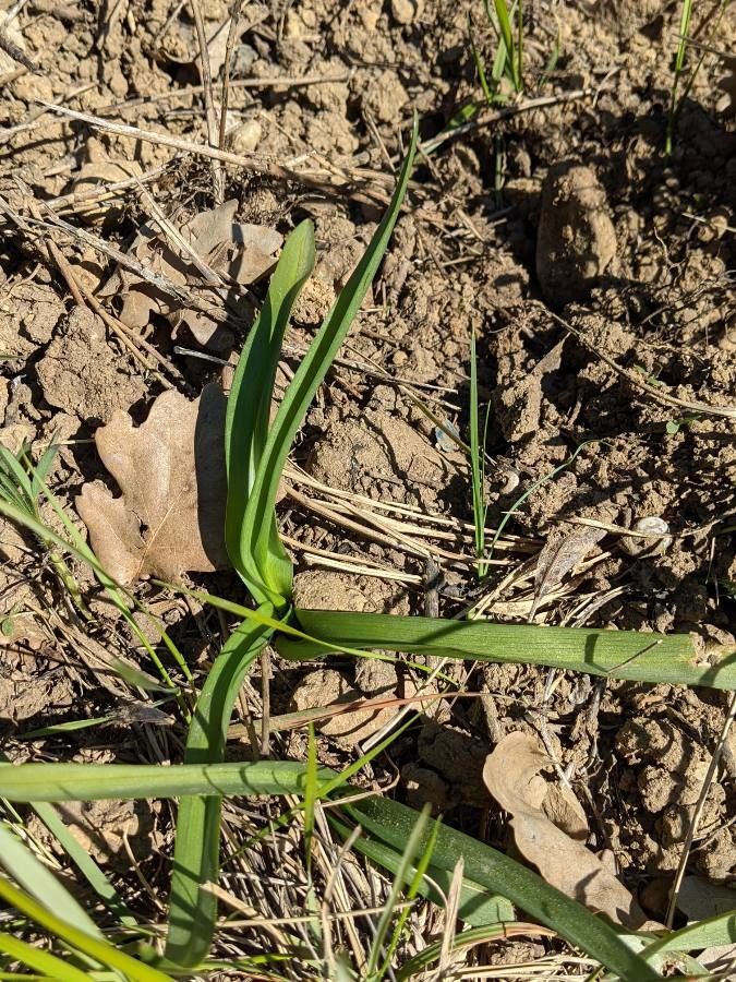 Colchicum neapolitanum — search result for 'Colchicum'
