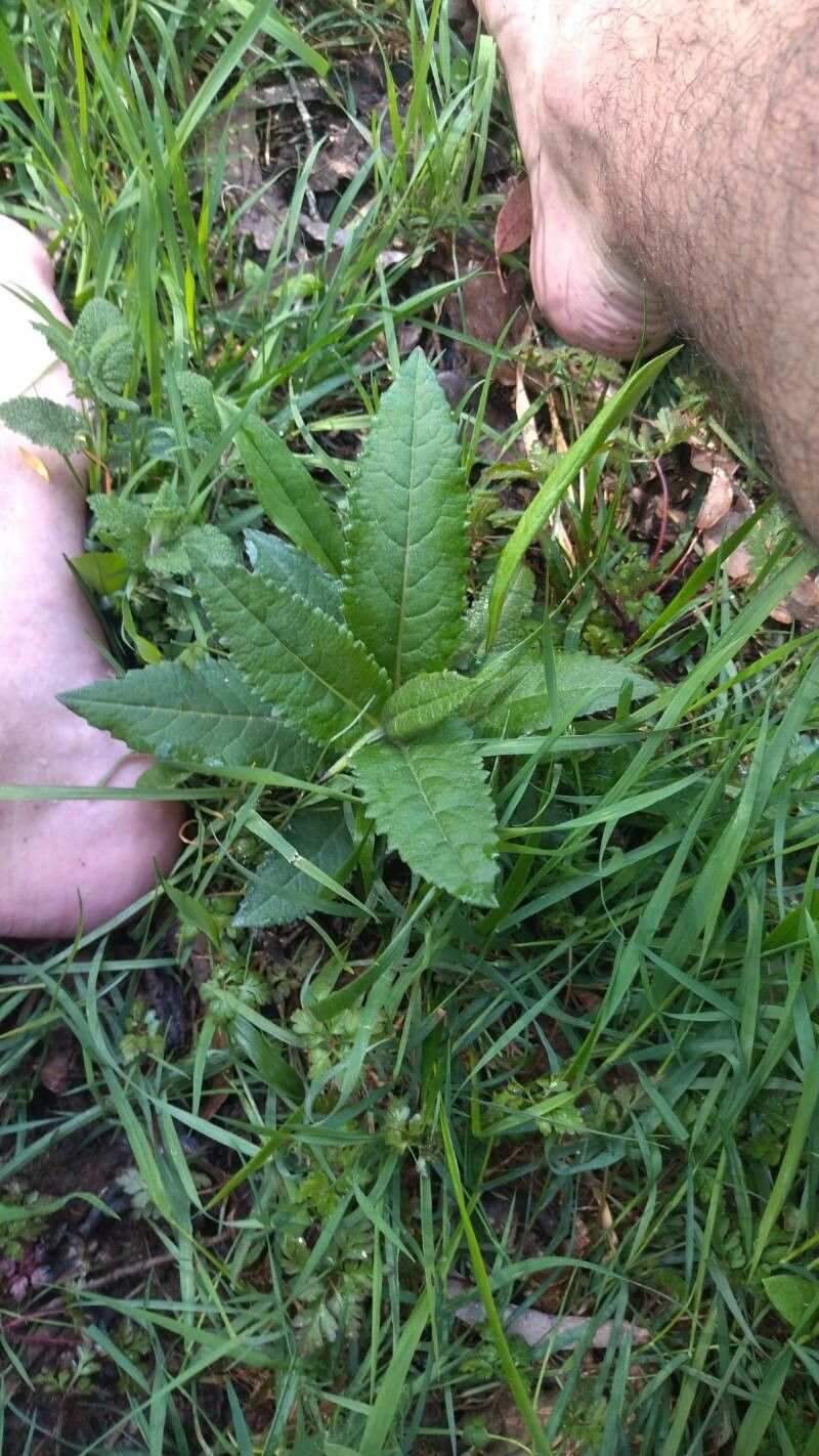 Senecio minimus leaf