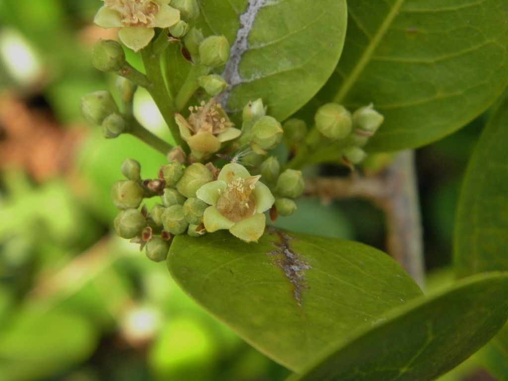 Calyptranthes zuzygium — houseplant care guide