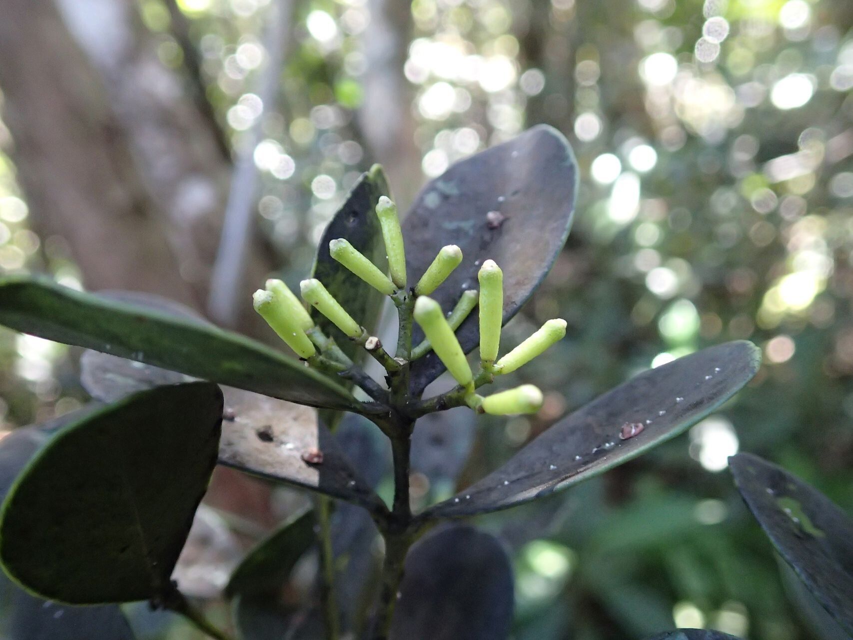 Syzygium baladense fruit