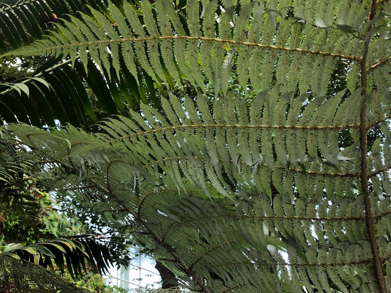 Alsophila dealbata habit