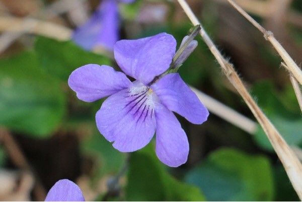 Viola canina flower