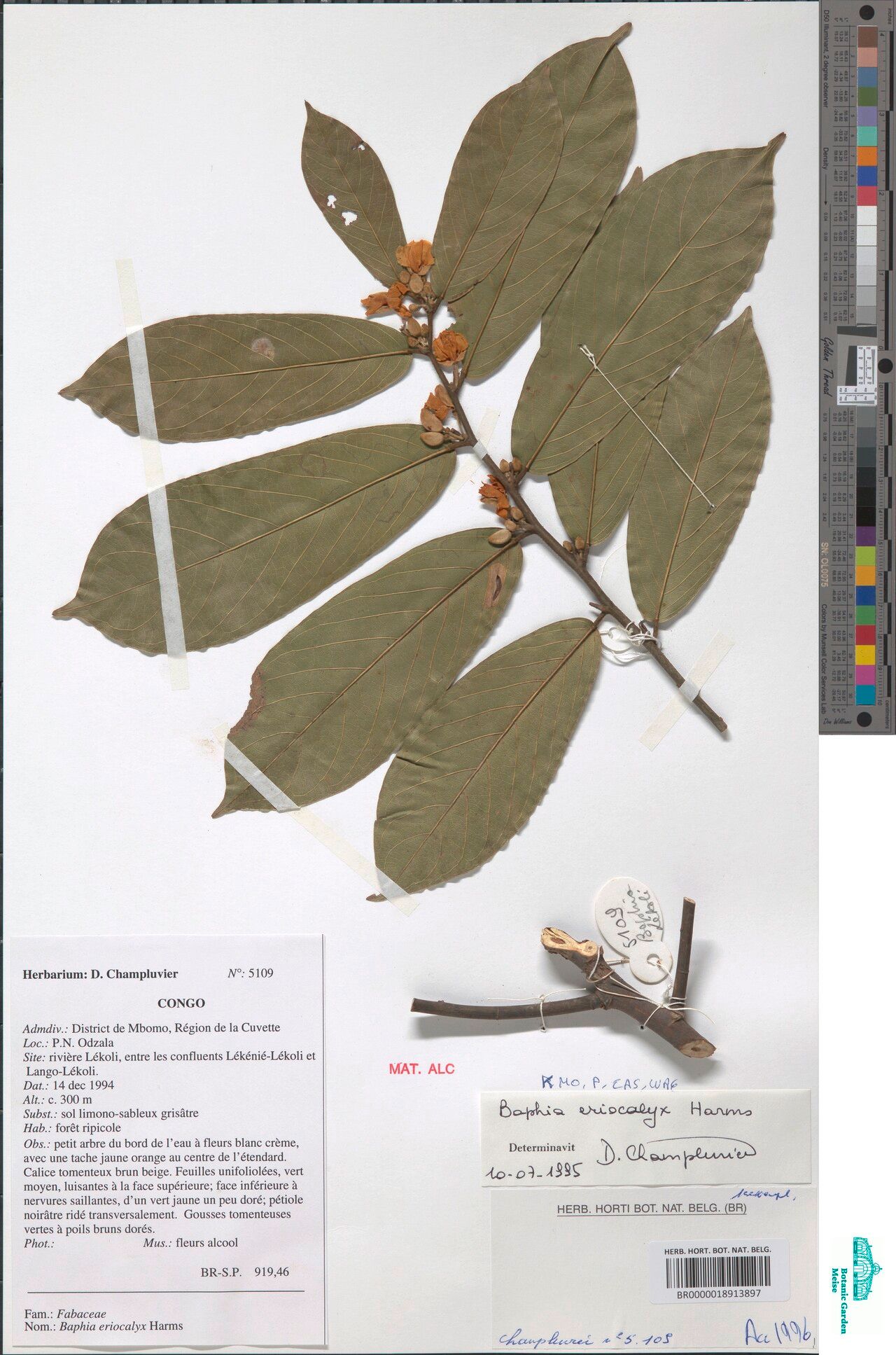 Baphia eriocalyx — houseplant care guide