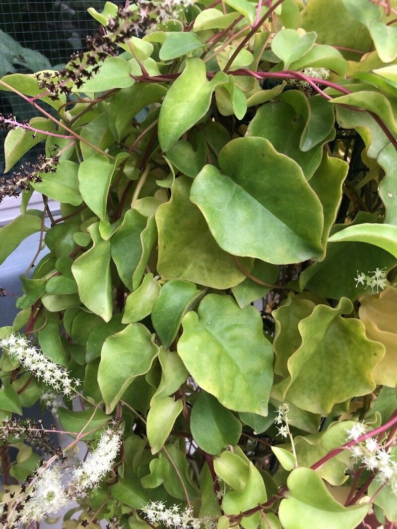 Anredera cordifolia — related species from the same genus