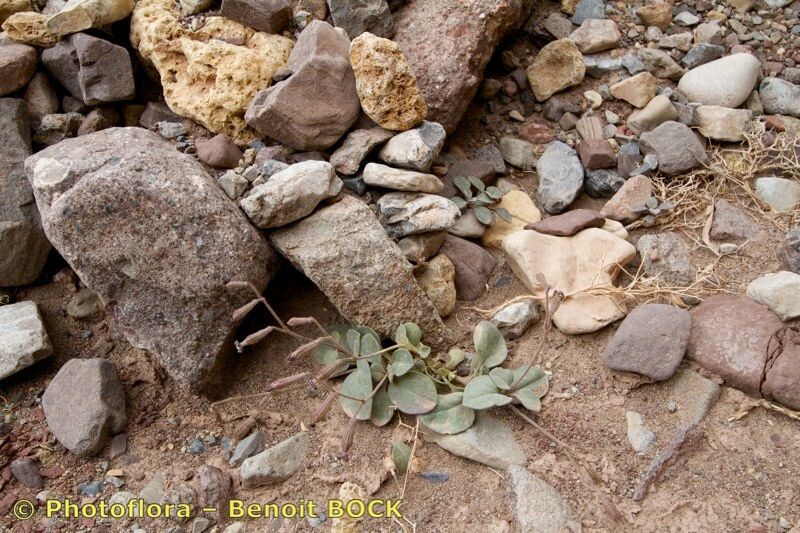 Silene ayachica other