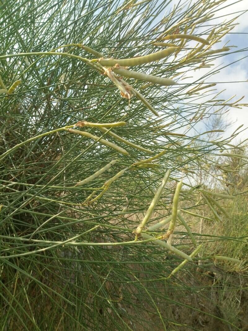 Genista aetnensis fruit