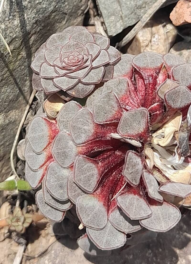 Viola atropurpurea — houseplant care guide