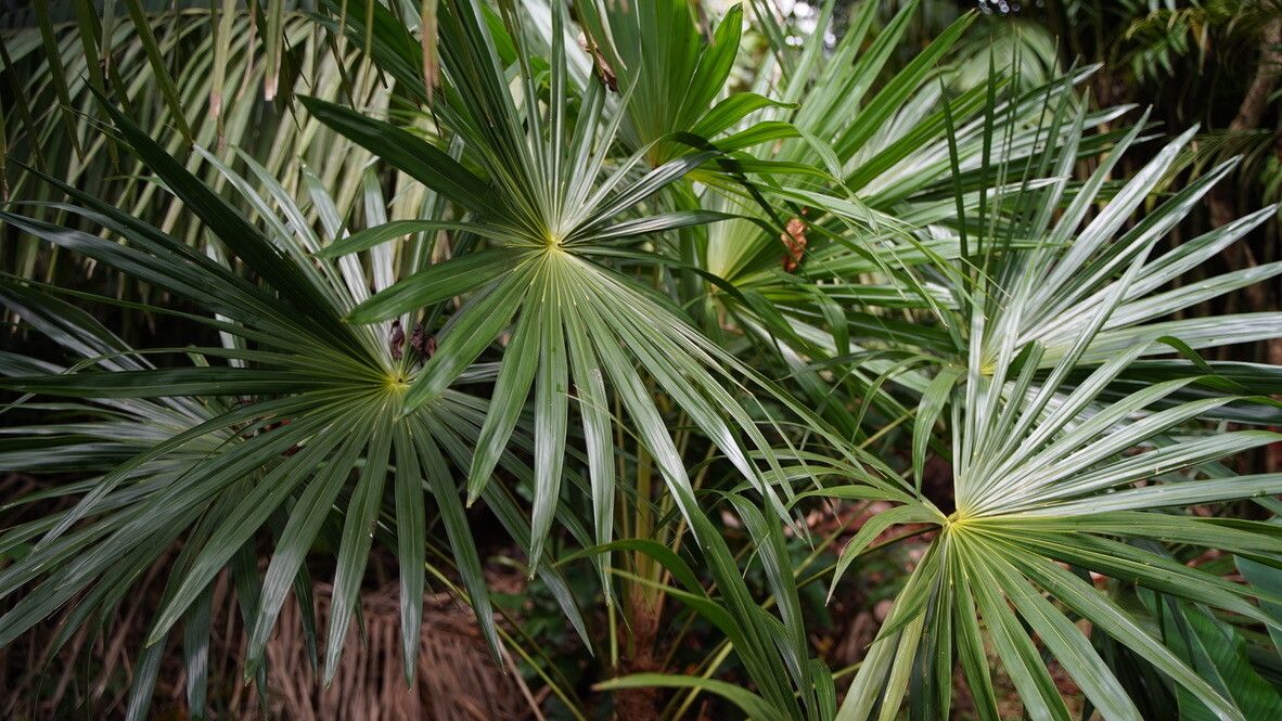 Schippia concolor leaf