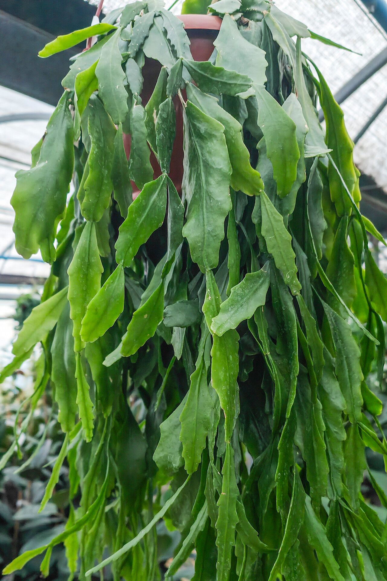 Rhipsalis occidentalis habit