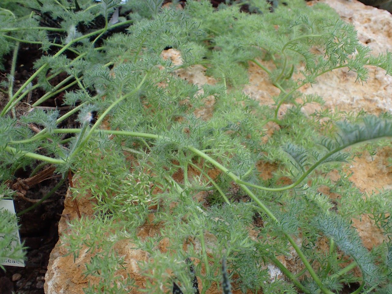 Pelargonium triste habit