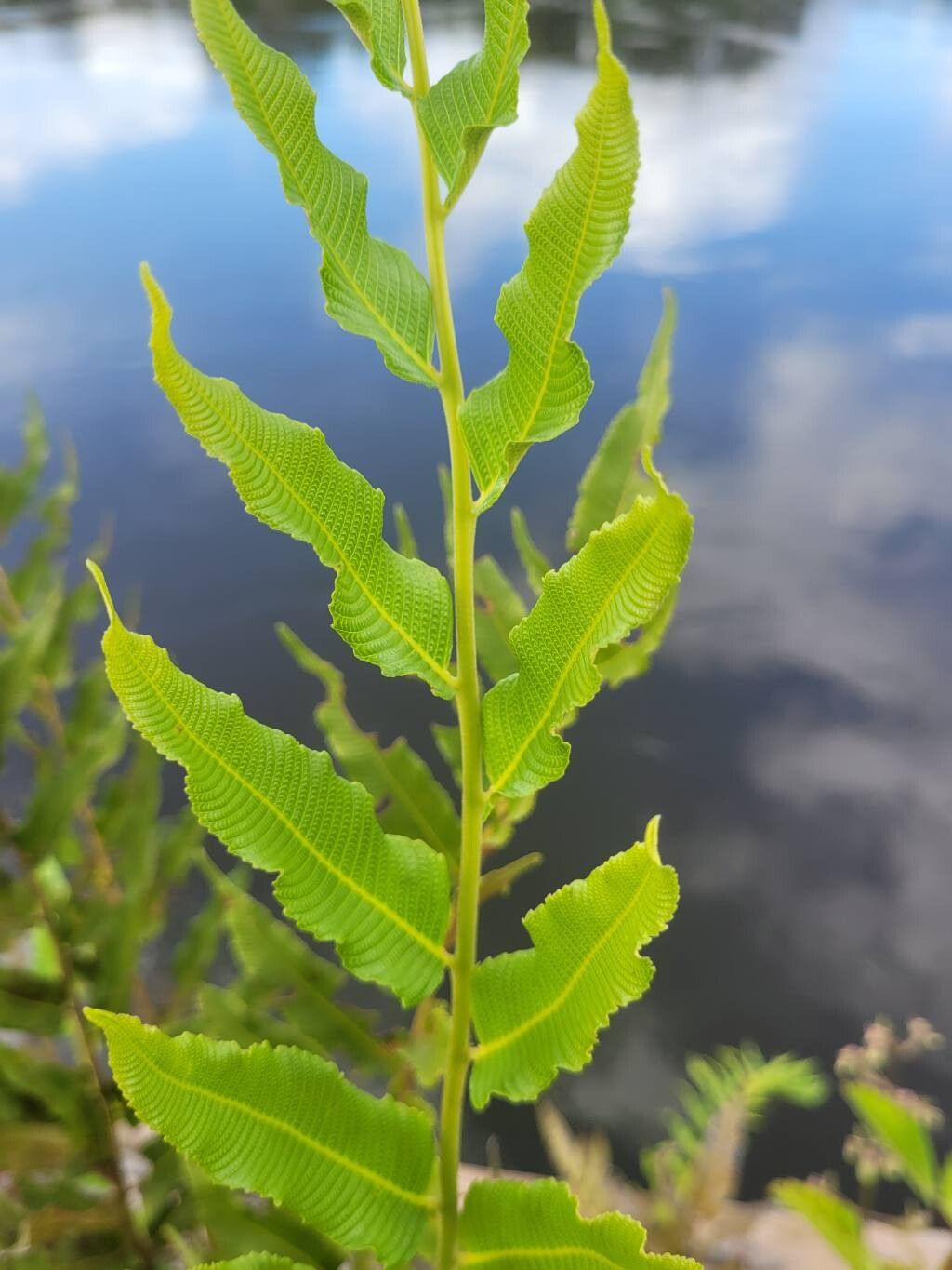 Thelypteris angustifolia