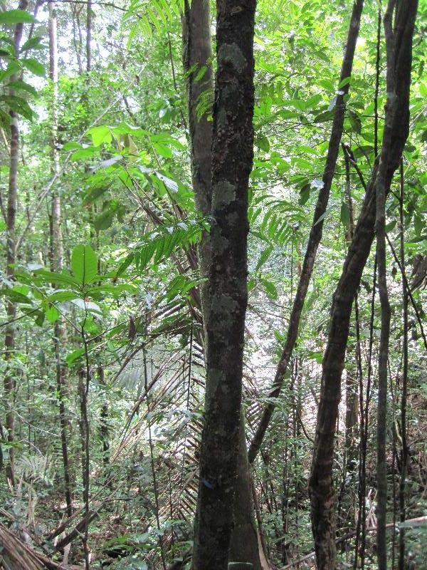 Ocotea indirectinervia habit