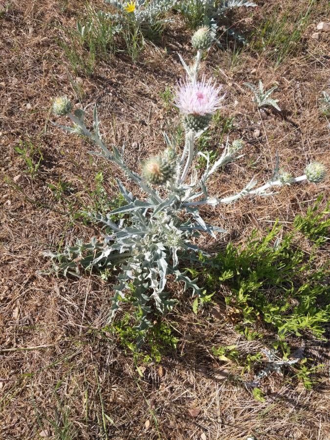Cirsium undulatum habit