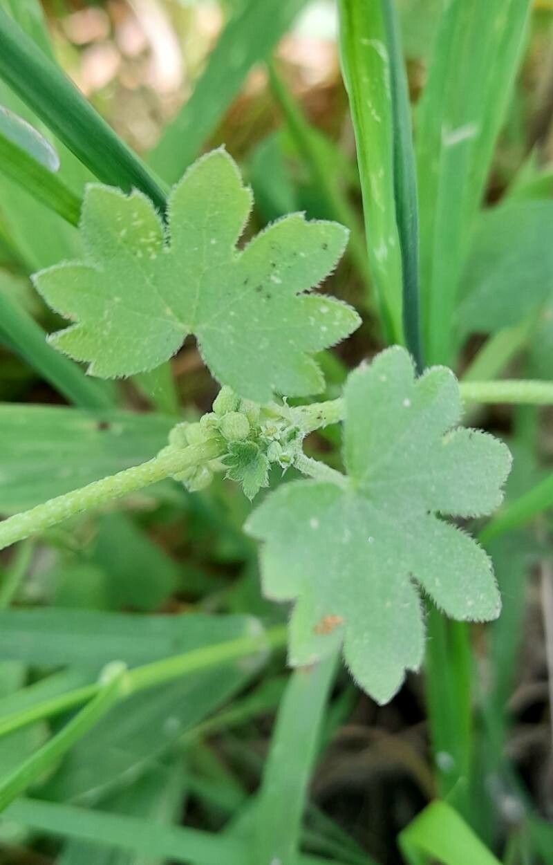 Bowlesia incana — search result for 'Peru'
