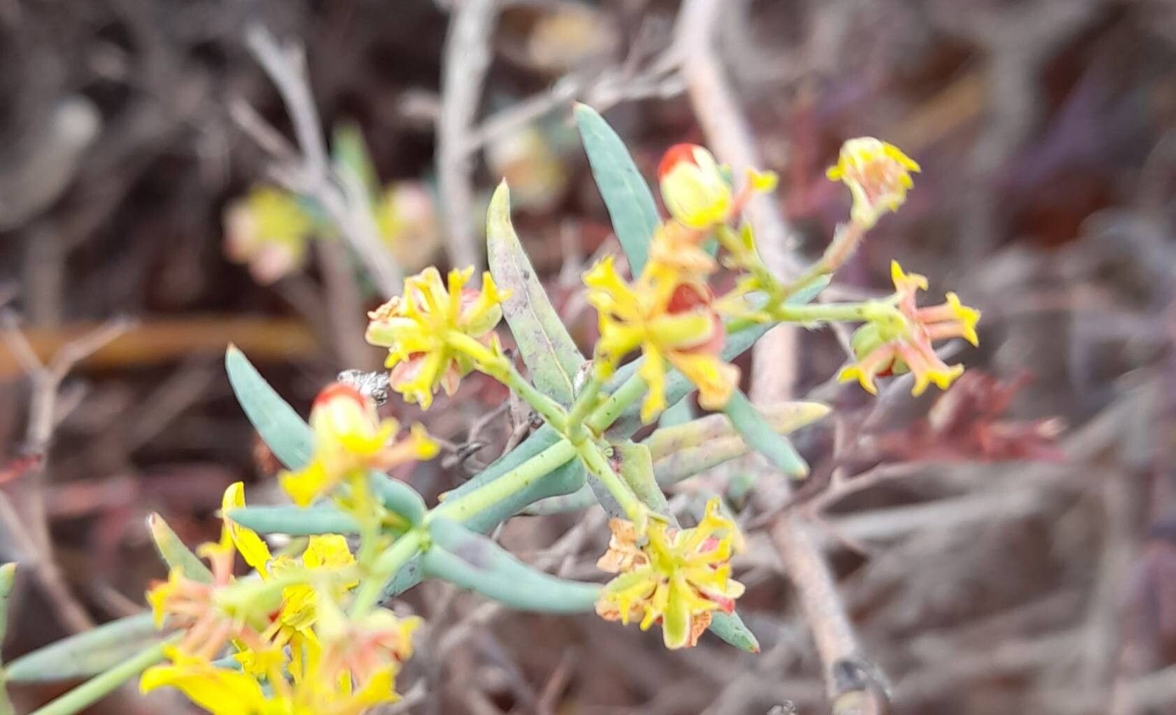 Dinemandra ericoides — related species from the same genus