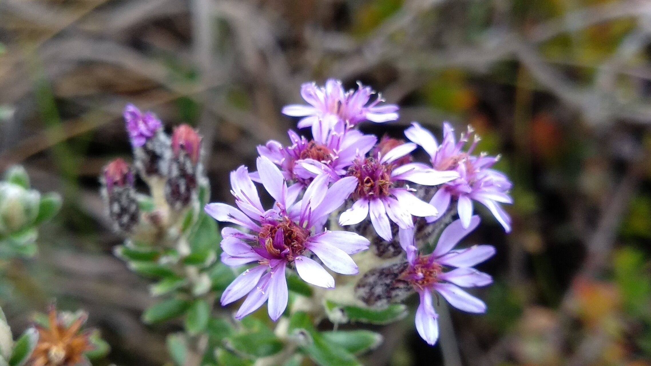 Diplostephium phylicoides flower