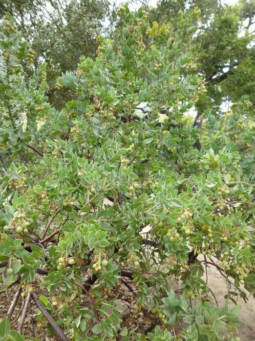 Arctostaphylos refugioensis habit