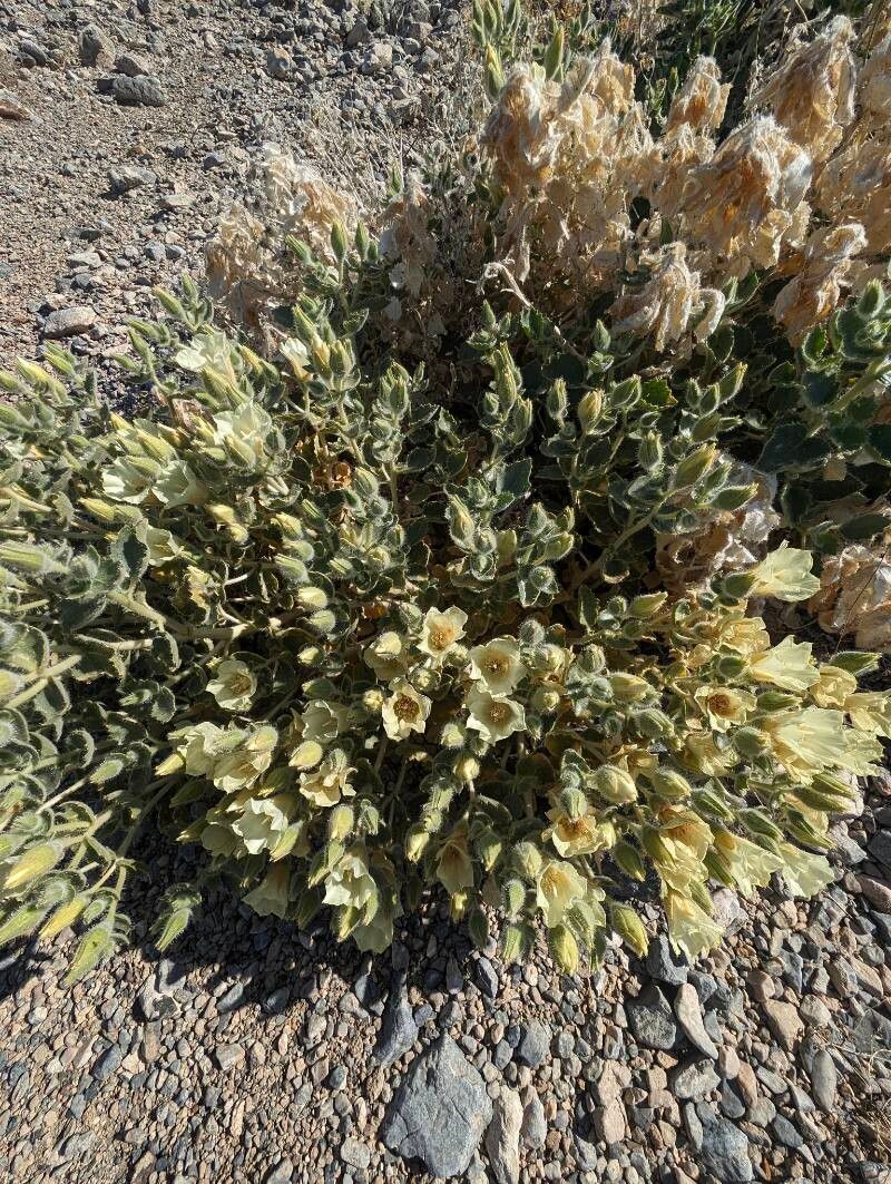 Mentzelia oreophila habit