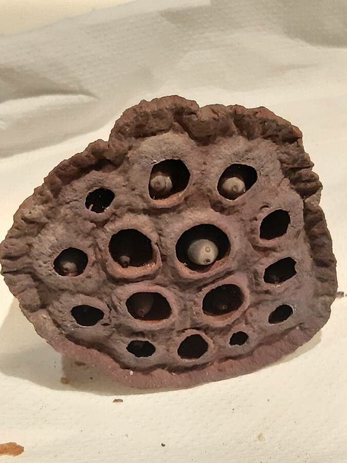 Nelumbo nucifera fruit