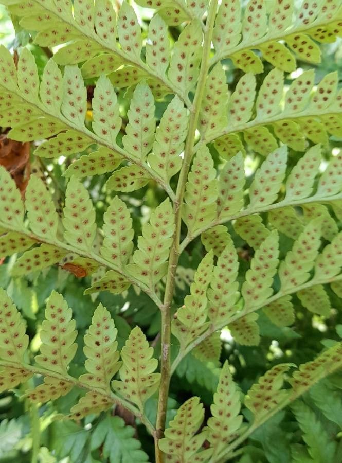 Rumohra adiantiformis fruit