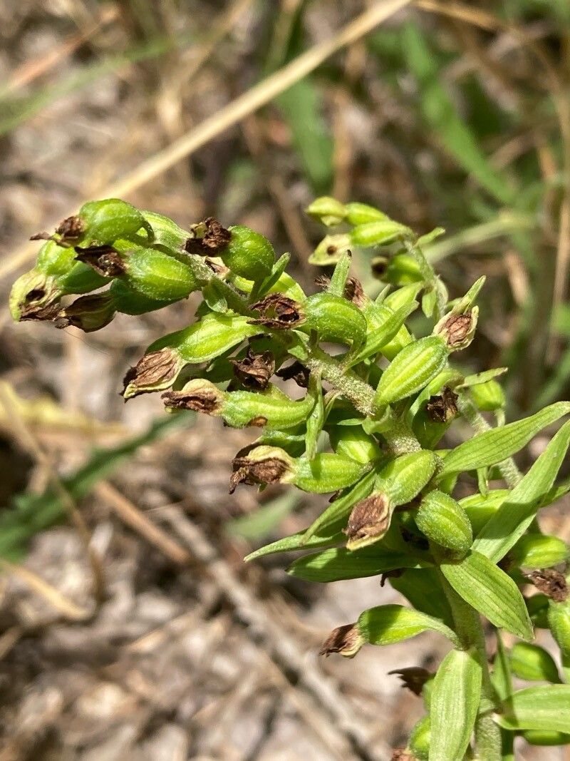 Epipactis bugacensis fruit