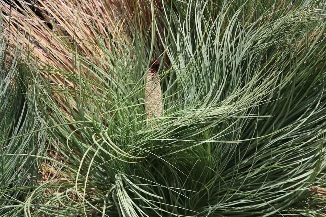 Xanthorrhoea malacophylla — related species from the same genus