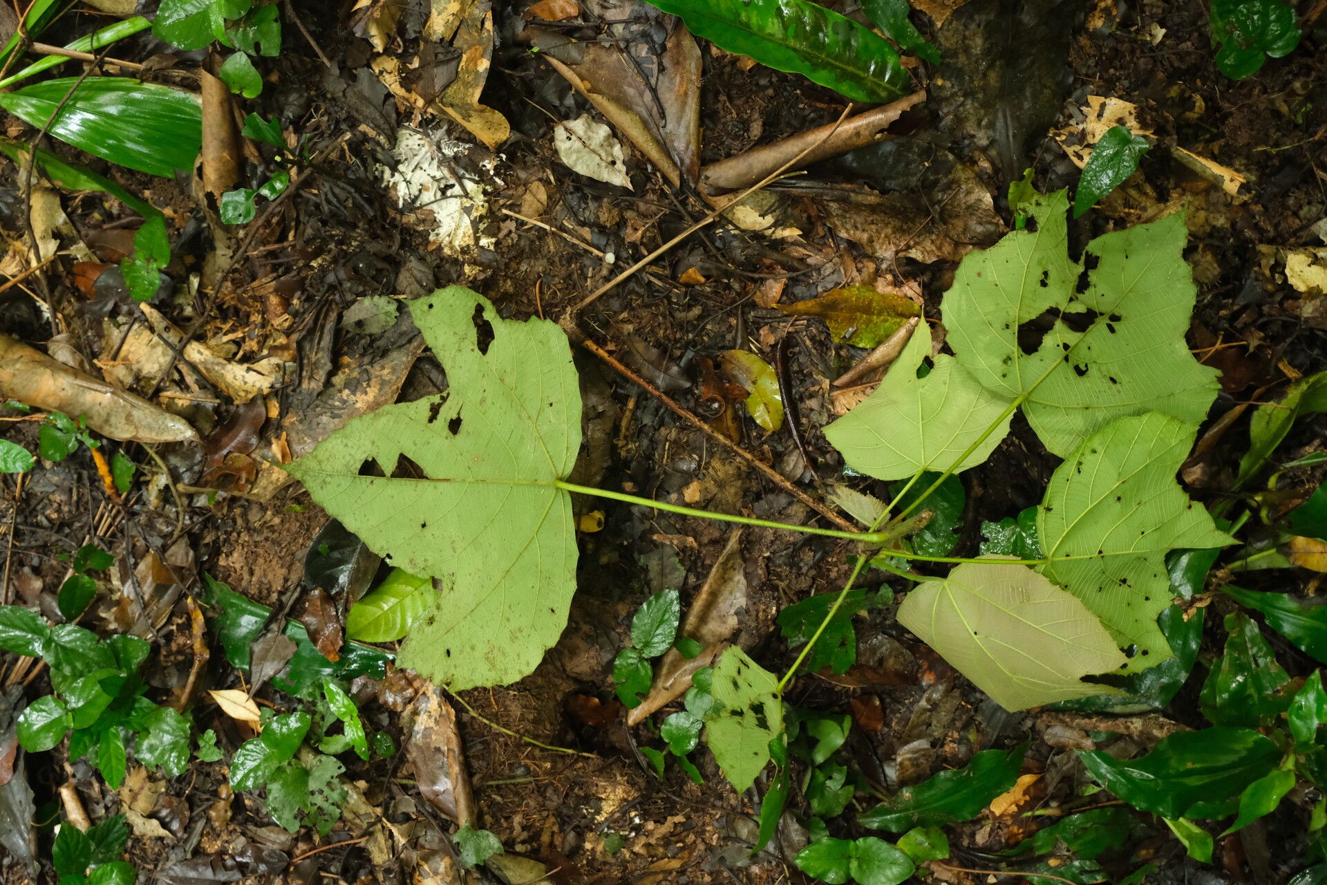 Macaranga angolensis habit