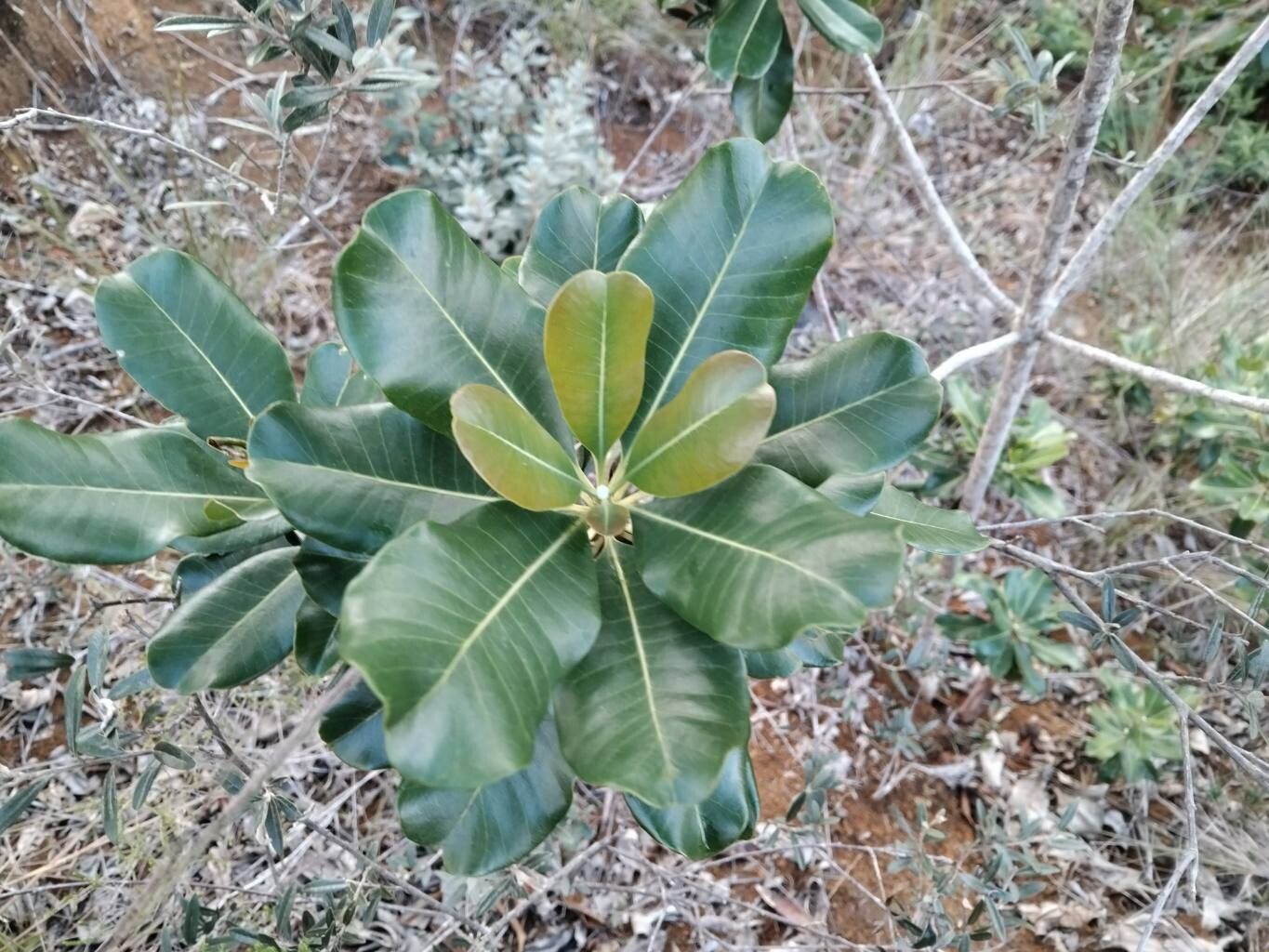 Ixora foliicalyx — search result for 'Ixora'