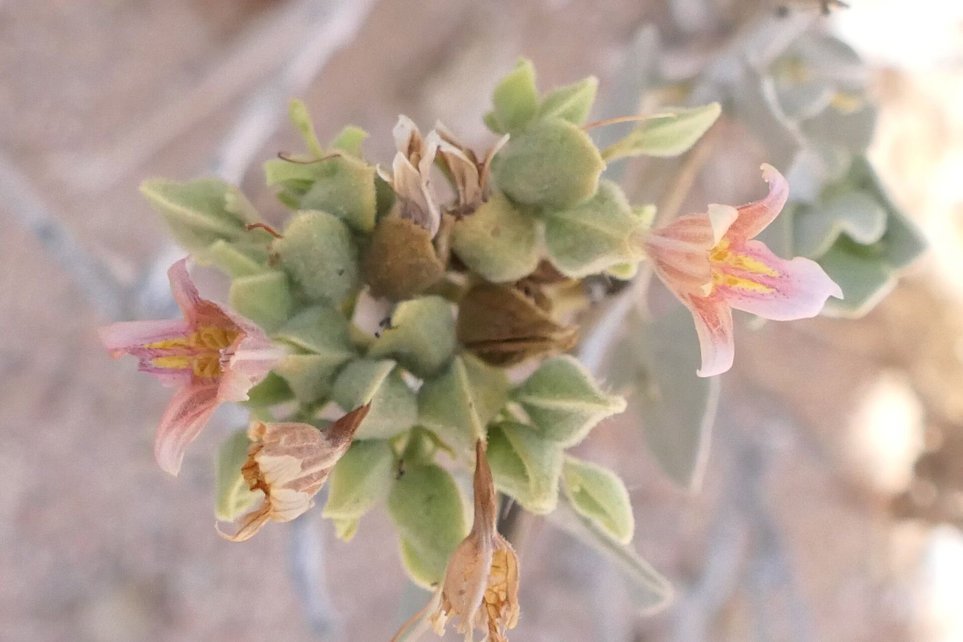 Petalidium pilosibracteolatum habit