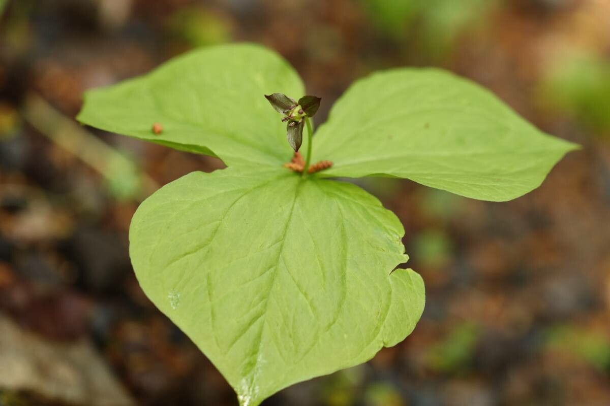 Trillium apetalon flower