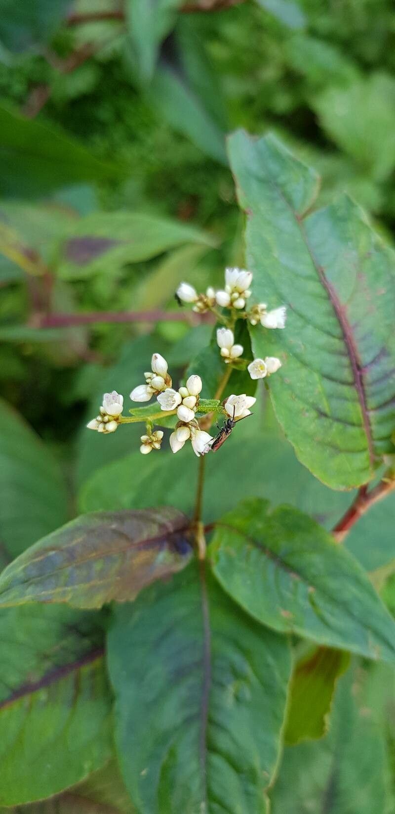 Polygonum microcephalum flower
