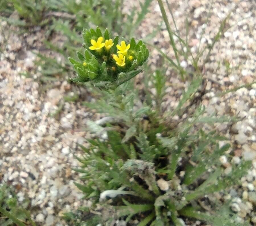 Neatostema apulum — houseplant care guide